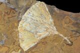 Fossil Ginkgo Leaves From North Dakota - Paleocene #103877-3
